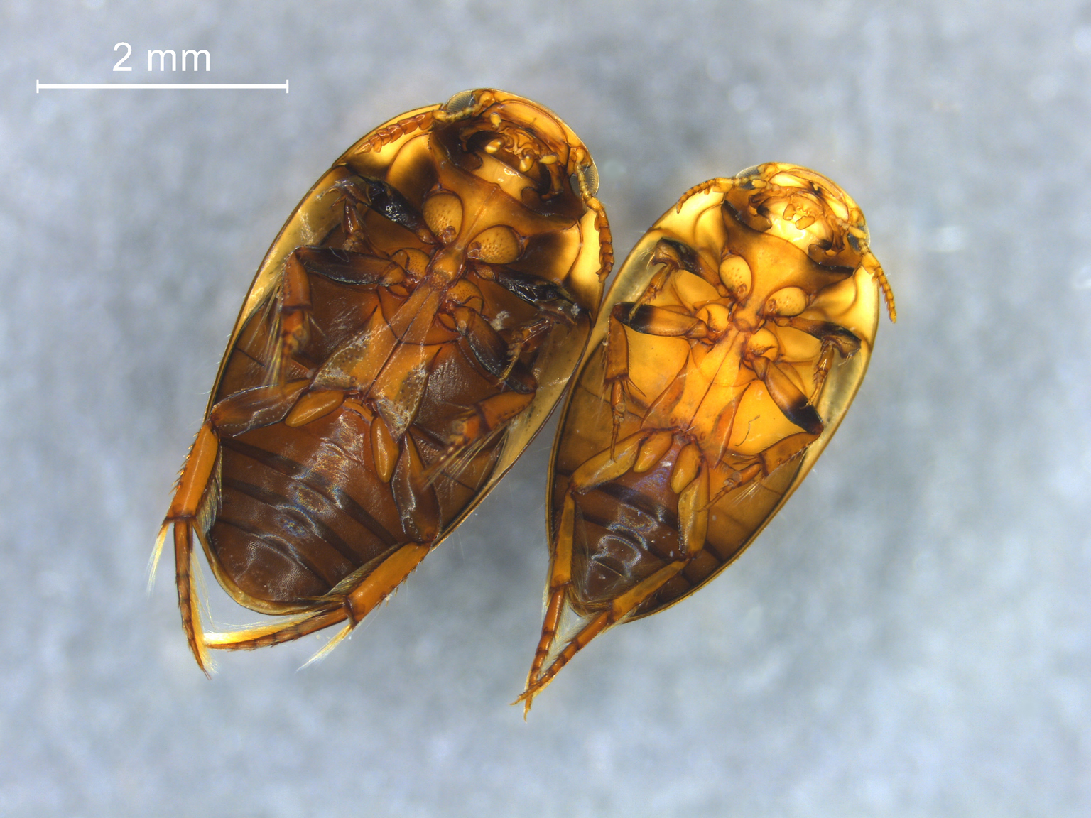 Noterus clavicornis & Noterus crassicornis